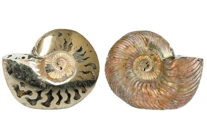 One Side Polished, Pyritized Fossil Ammonite - Russia #174952